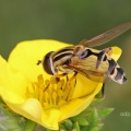 Helophilus trivittaus, hoverfly, Alan Prowse